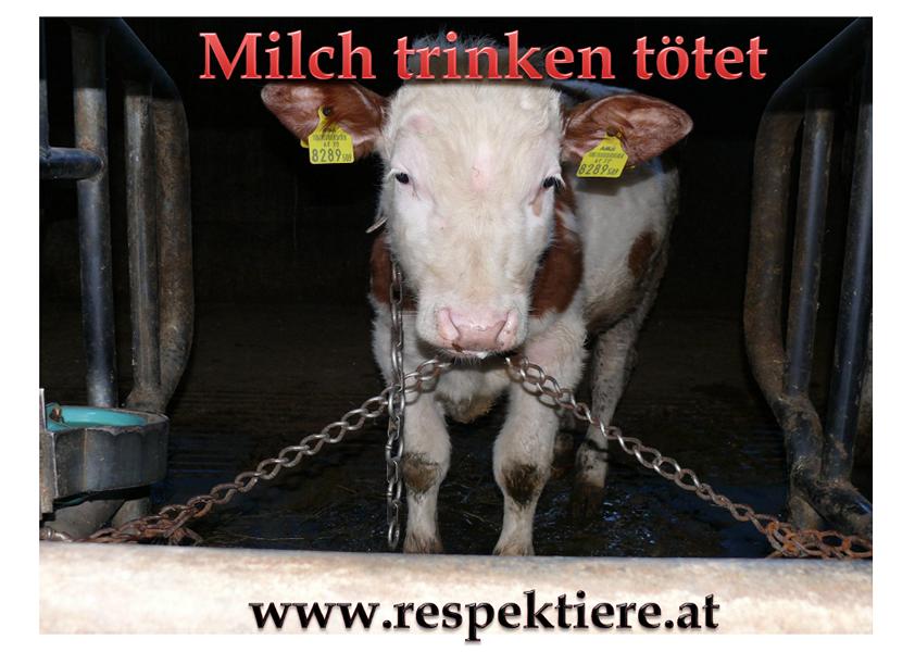 Milch 1